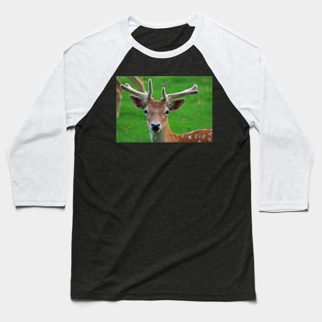 Fallow Deer, June 2019 Baseball T-Shirt by RedHillDigital